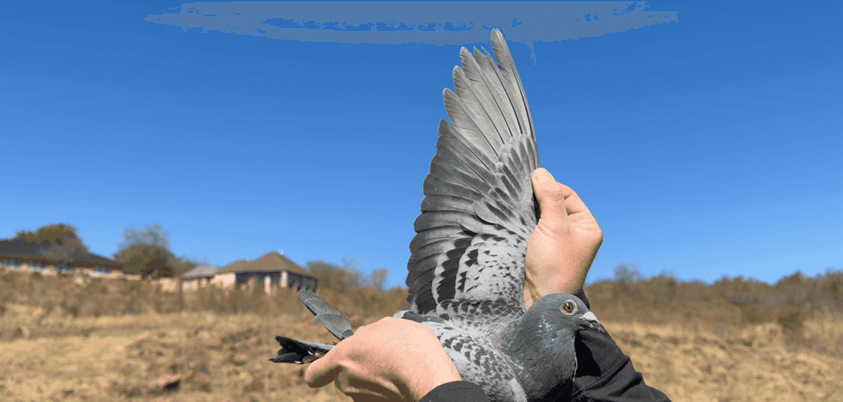 Blog Card Image